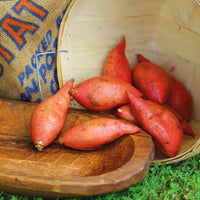 Sweet Potato Georgia Jet