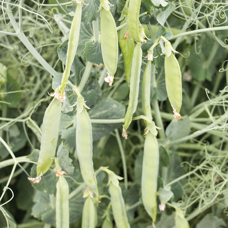pea plant from seed Pea PLS 595 Seed – Harris Seeds