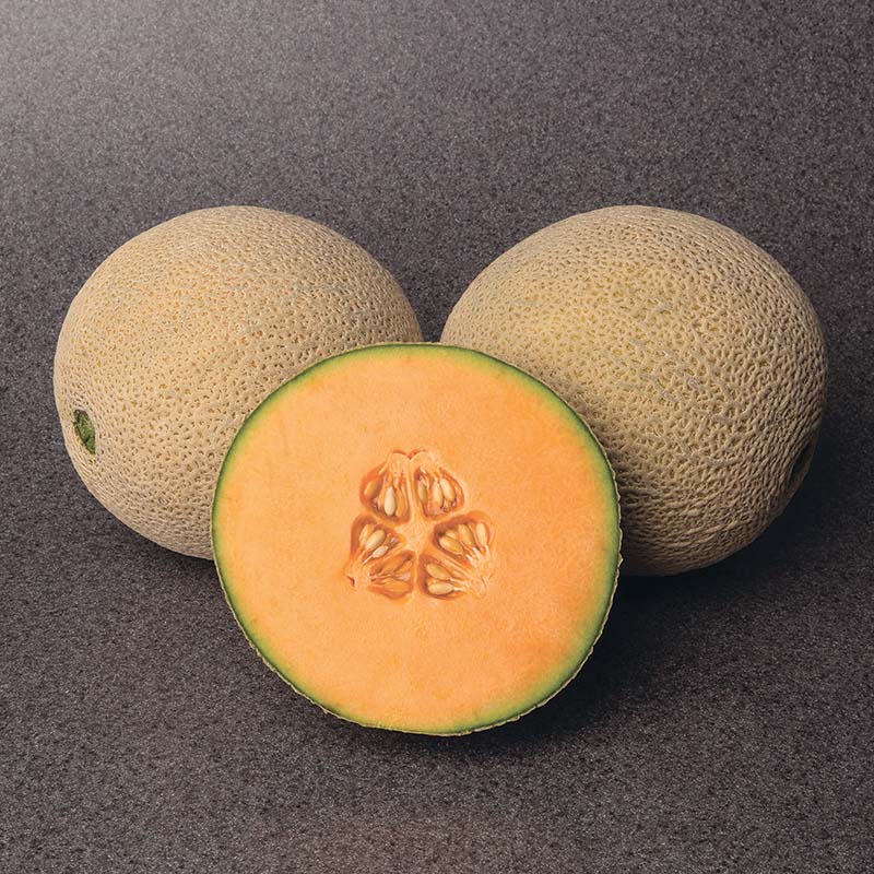 種子の王冠　Crown of Seeds 日本語　NF 種子の王冠 Crown of Seeds 日本語 NF