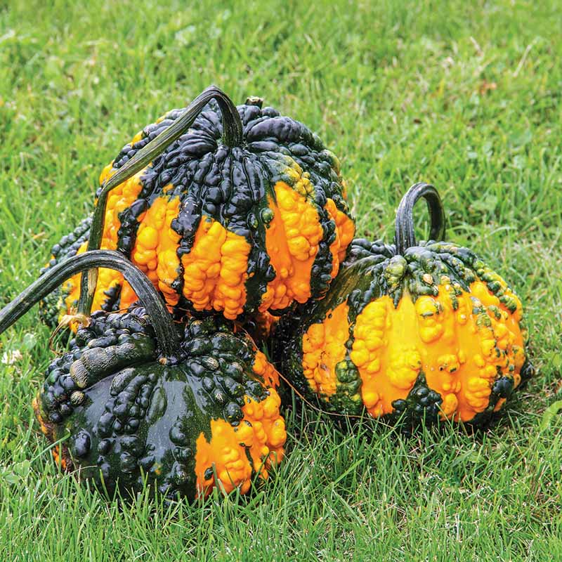 Gourd Hoargarth Seeds – Harris Seeds