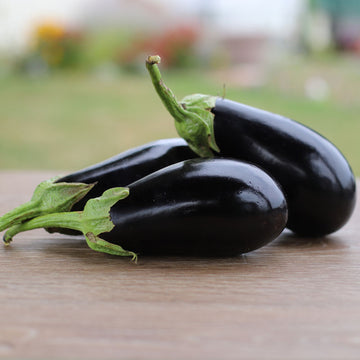 Eggplant Picasso F1 Live Plants