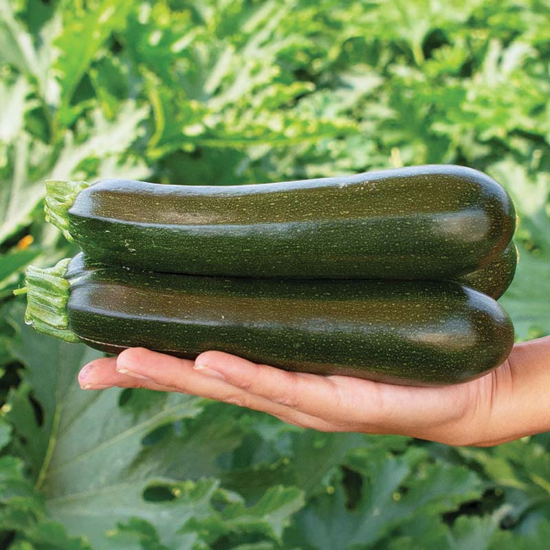 Squash Tribute F1 Seed – Harris Seeds