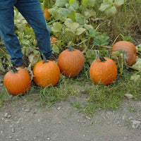 rave herbicide Pumpkin Orange Rave F1 Seed FILM COATED / 250 Seeds / FarMore