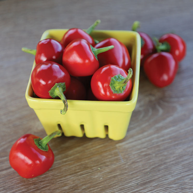 Pepper Time Bomb F1 Seed – Harris Seeds
