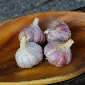 Garlic Chesnok Red Hardneck Certified Naturally Grown