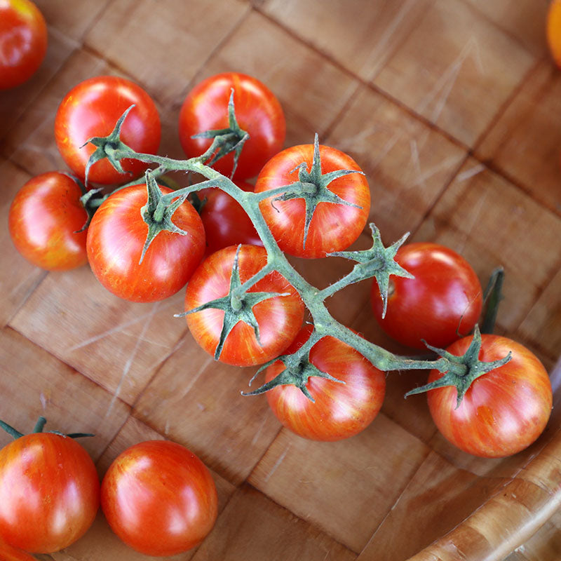 Tomato Sparky XSL F1 Seed – Harris Seeds