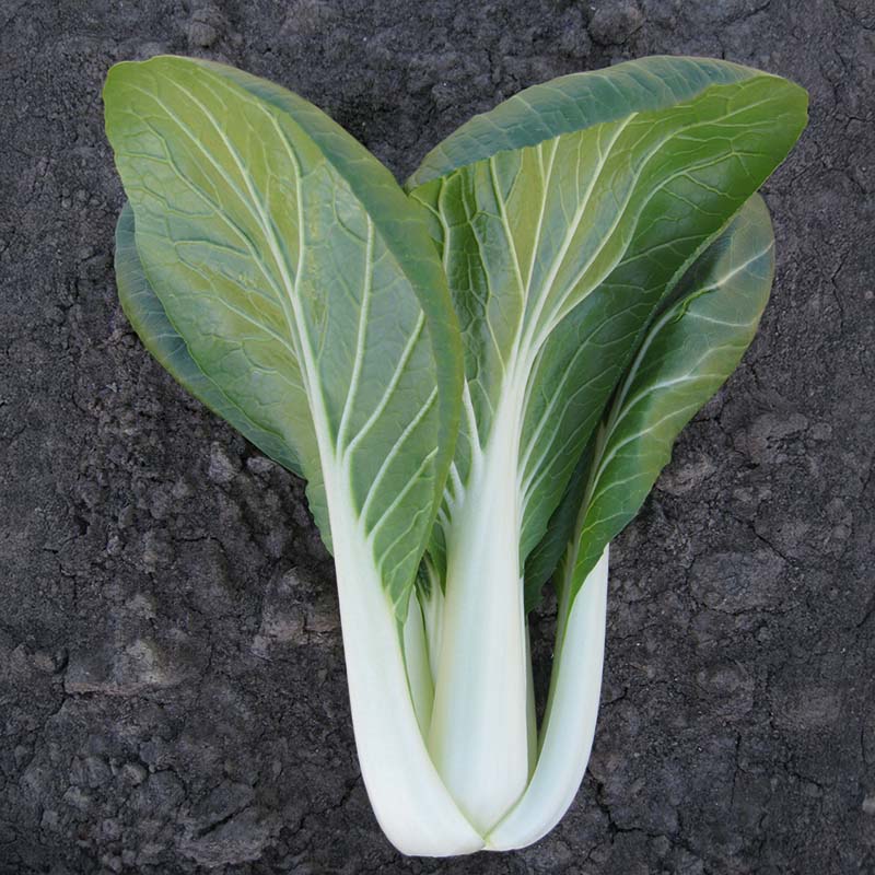 Pak Choi Bopak F1 Seed – Harris Seeds