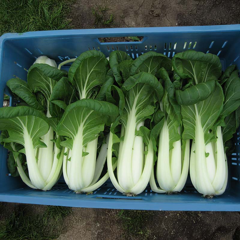 pak choi seed planting Pak Choi Bopak F1 Seed – Harris Seeds