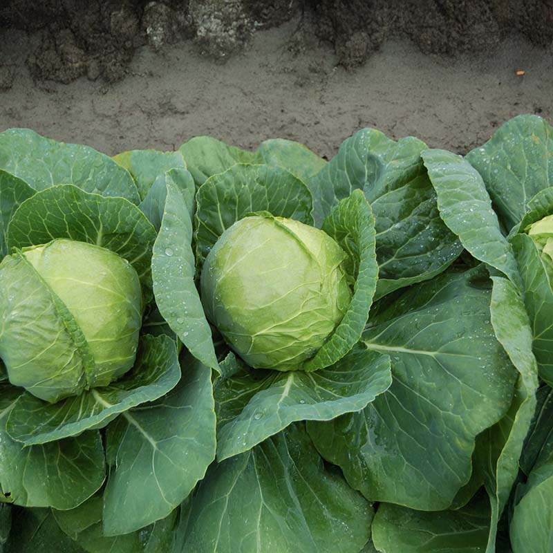 Cabbage Katarina F1 Seed – Harris Seeds