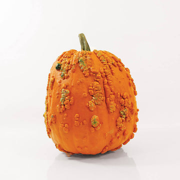 Pumpkin Scarface F1 Seed