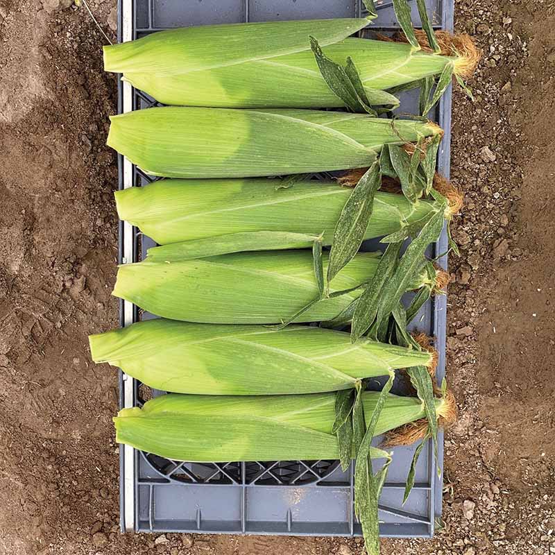Sweet Corn Eden RMN F1 Seed – Harris Seeds