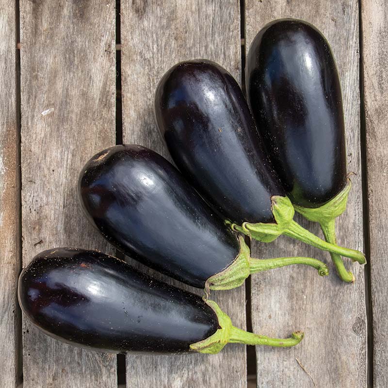 Eggplant Gaudi F1 Seed