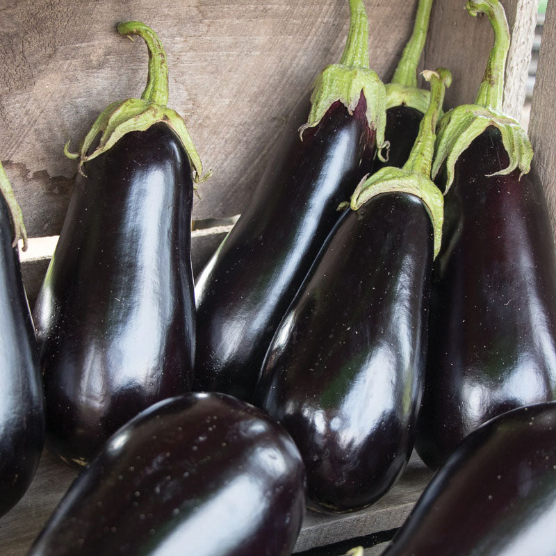Eggplant Gaudi F1 Seed