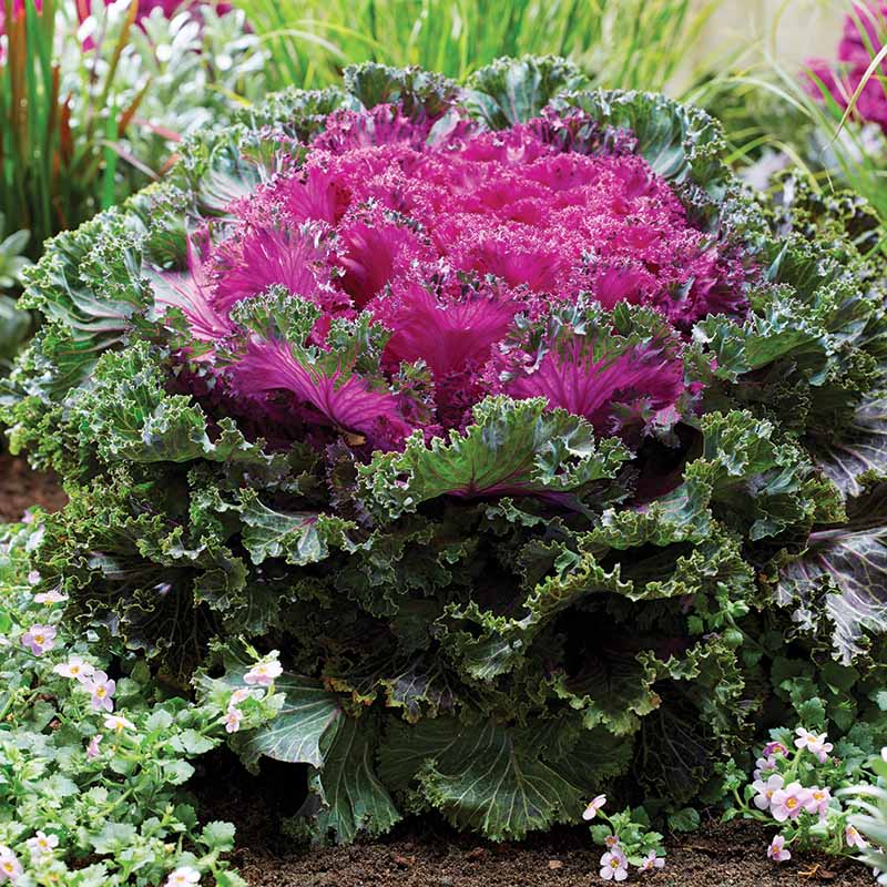Kale Rainbow Candy Crush F1 Seed – Harris Seeds