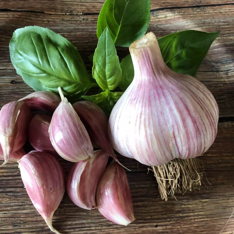 Garlic Spanish Roja Hardneck Organic Harris Seeds