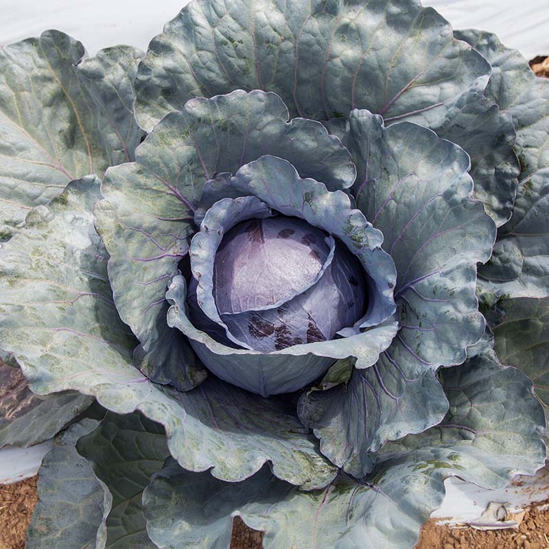 Cabbage Rd Cabbage Roadie F1 Seed – Harris Seeds