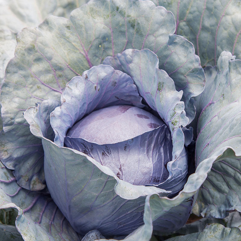 Cabbage Roadie F1 Seed – Harris Seeds