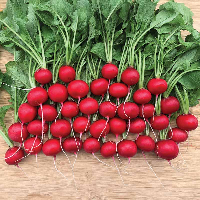 Radish Red Queen F1 Seed – Harris Seeds