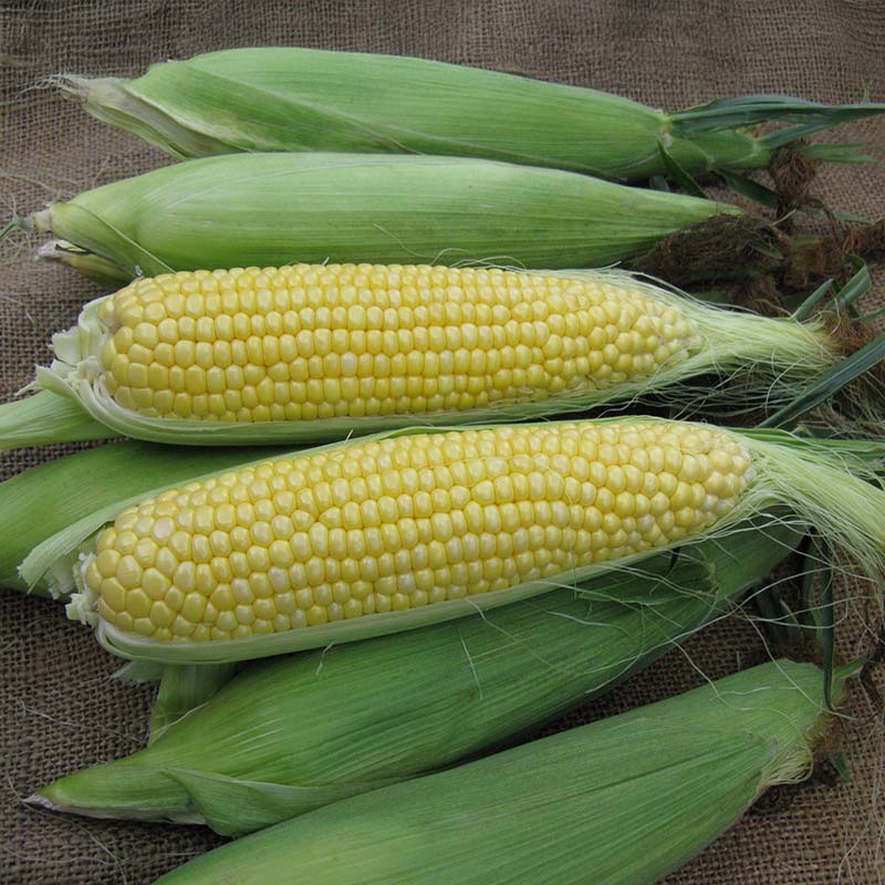 Sweet Corn SC1336 F1 Seed