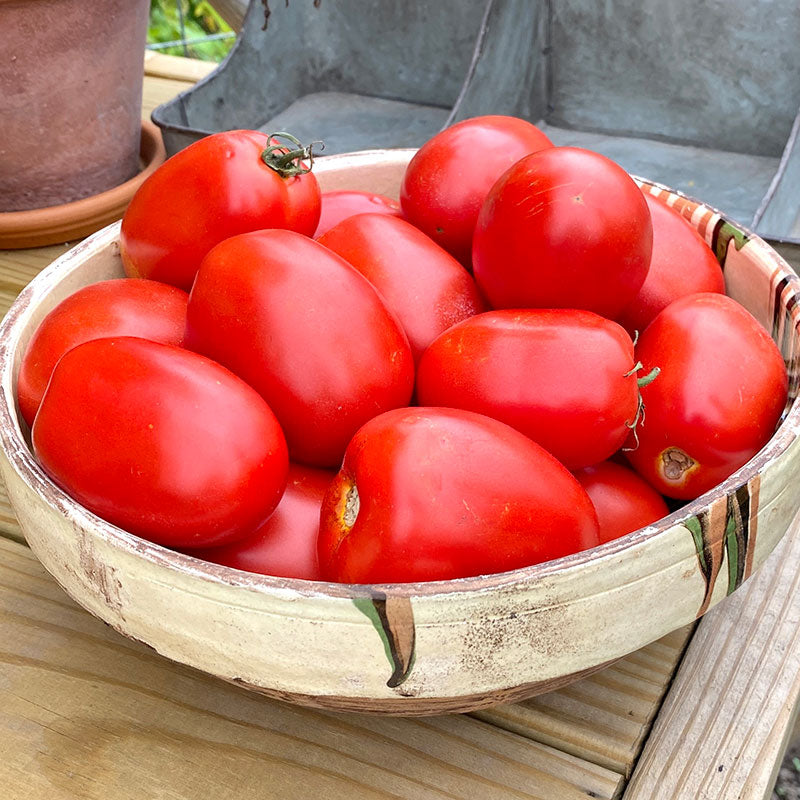 Tomato Atrevido F1 Seed