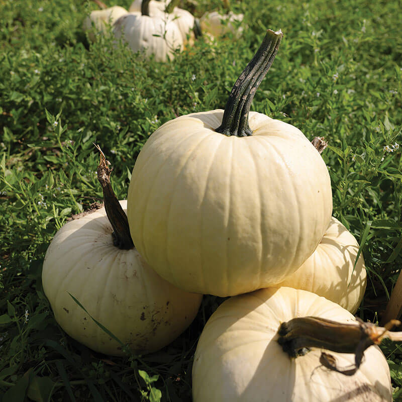 Pumpkin Abominable F1 Seed Harris Seeds