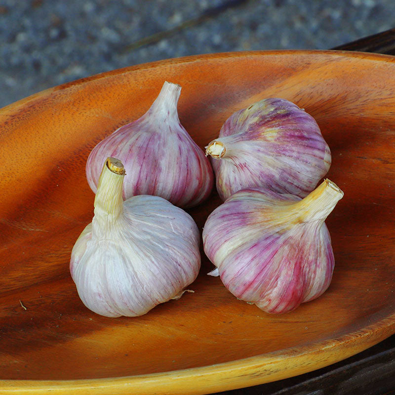 Garlic Chesnok Red Hardneck Certified Naturally Grown