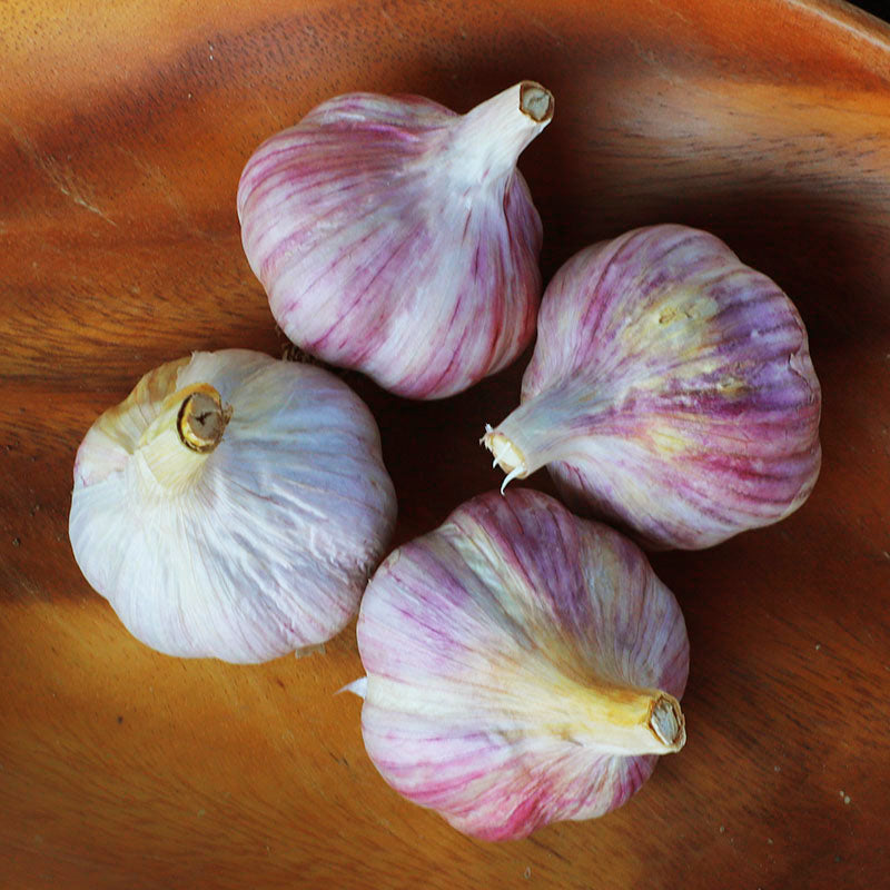 Garlic Chesnok Red Hardneck Certified Naturally Grown