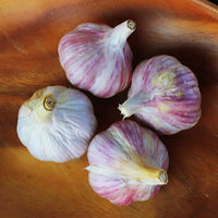 Garlic Chesnok Red Hardneck Certified Naturally Grown