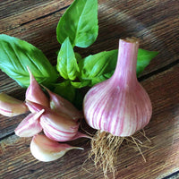 Garlic Chesnok Red Hardneck Certified Naturally Grown