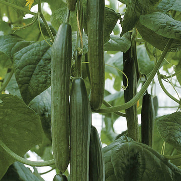 Cucumber Tyria F1 Organic Seed