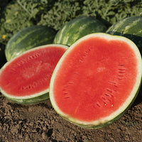 Watermelon Eleanor F1 Seed