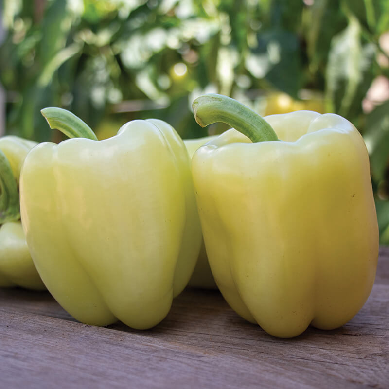 Pepper Valahia F1 Seed – Harris Seeds