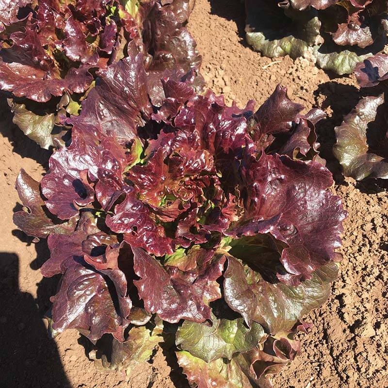 Lettuce Manzanita Seed Harris Seeds