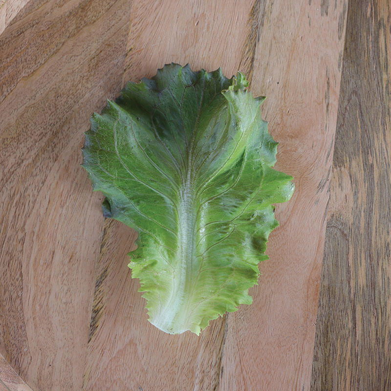 Lettuce Manzanita Seed Harris Seeds