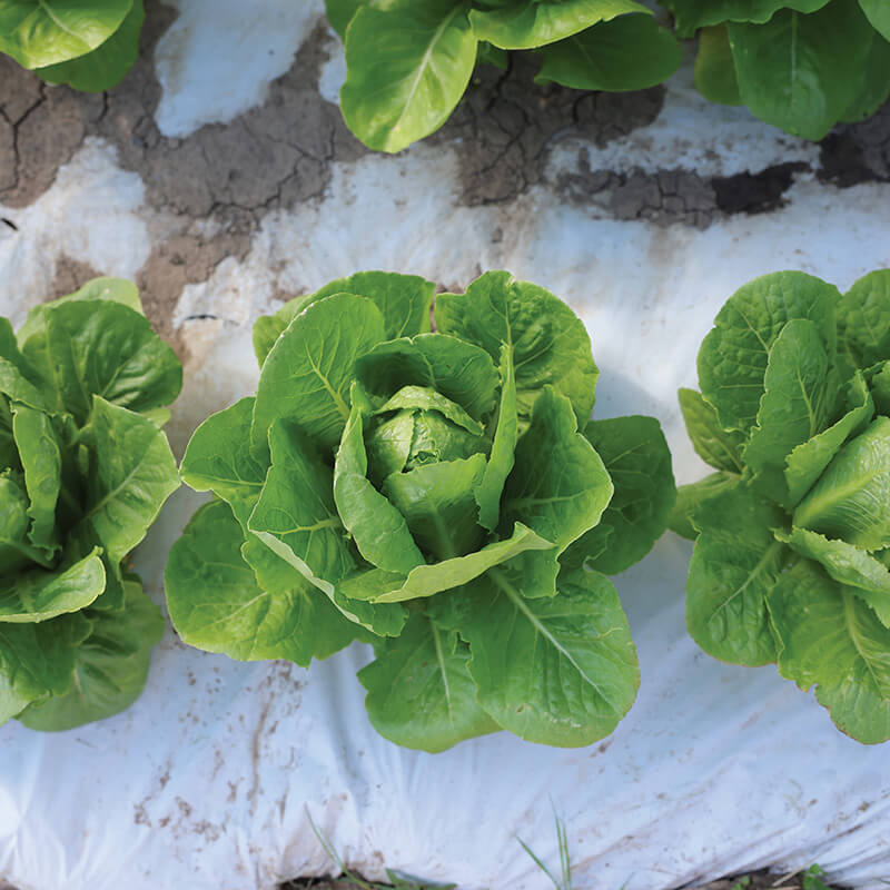 Lettuce Sonora Seed