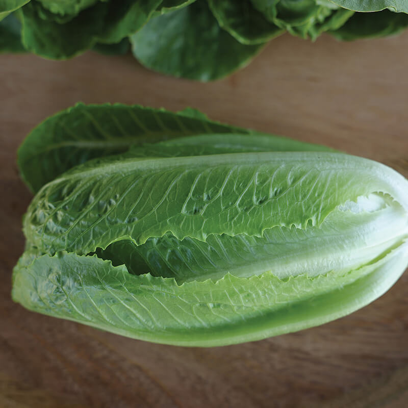 Lettuce Sonora Seed