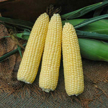 Sweet Corn 4974VX F1 Seed
