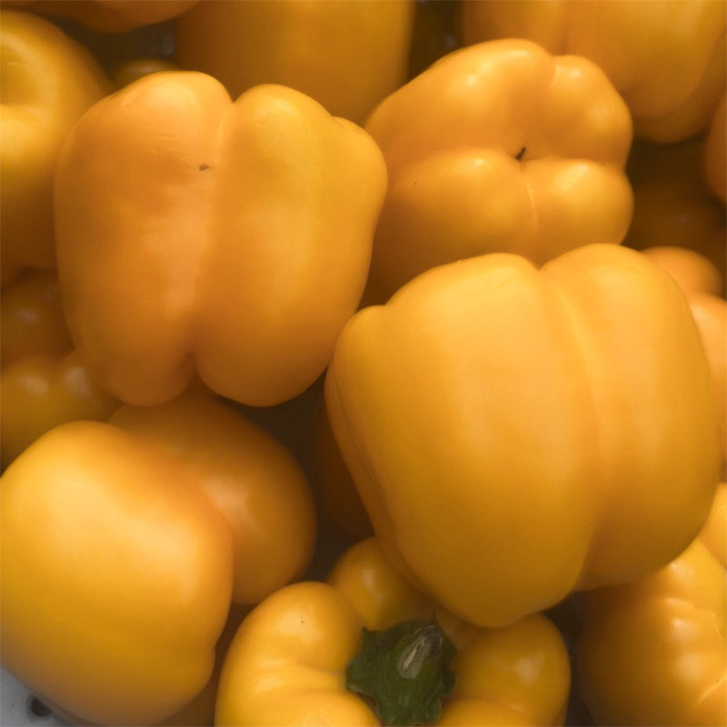 Pepper Yellowfin F1 Seed