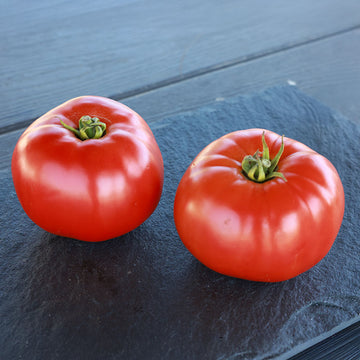 Tomato GTO F1 Seed