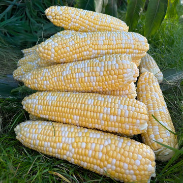 Sweet Corn Cosmic F1 Seed