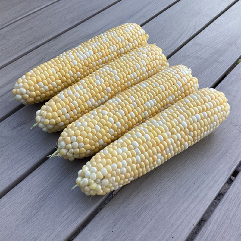 Sweet Corn Marquee F1 Seed
