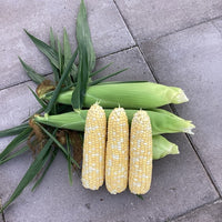 Sweet Corn Marquee F1 Seed