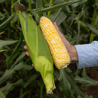 Sweet Corn Marquee F1 Seed