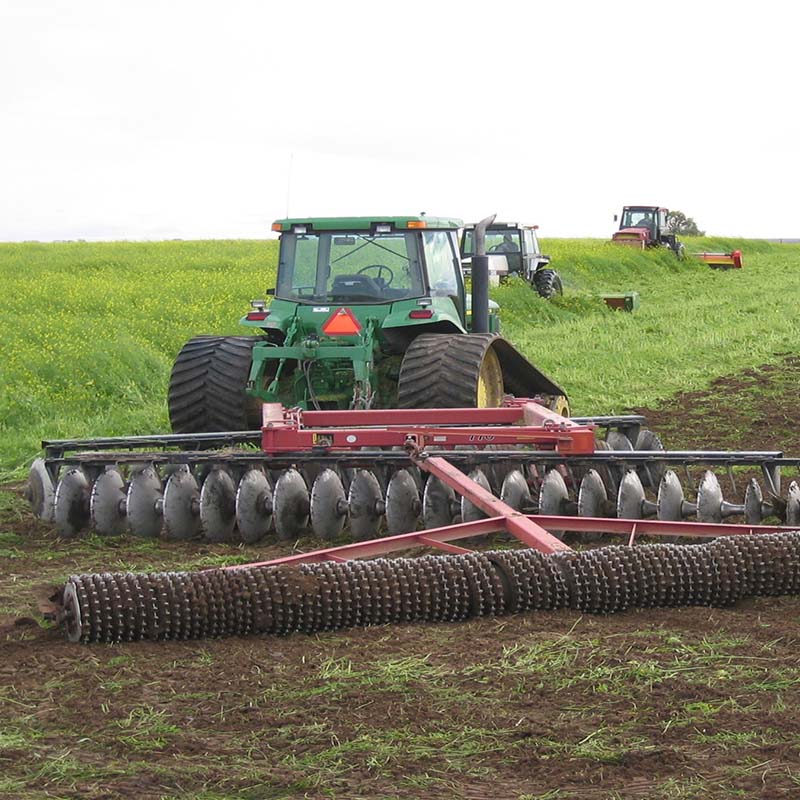 Mustard Biofumigant Caliente119 Seeds