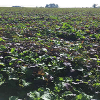 Mustard Biofumigant Caliente Rojo Seeds