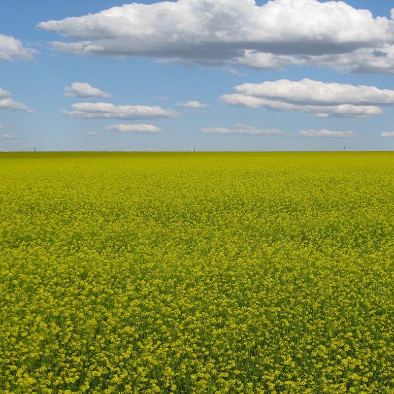 Mustard Biofumigant Caliente119 Seeds