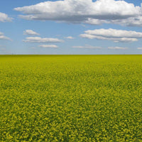 Mustard Biofumigant Caliente119 Seeds