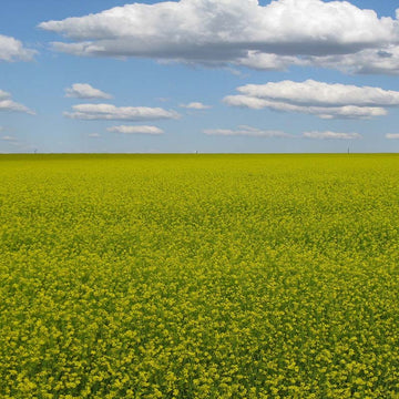 Mustard Biofumigant Caliente119 Seeds