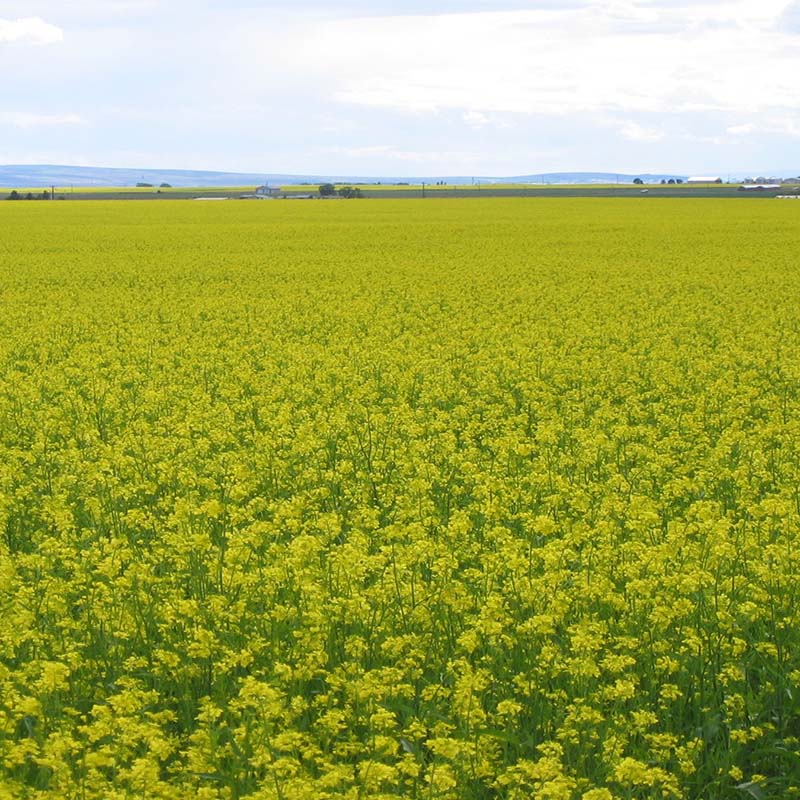 Mustard Biofumigant Caliente199 Seeds