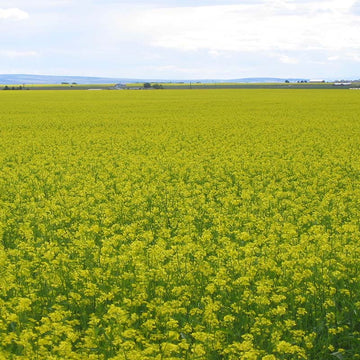 Mustard Biofumigant Caliente199 Seeds